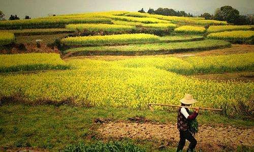 温铁军：在“复杂局面”下把社会创新能力引入三农领域